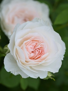 Aube Legere201904.jpg